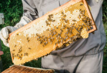 Comment installer une ruche et des abeilles dans son jardin ?