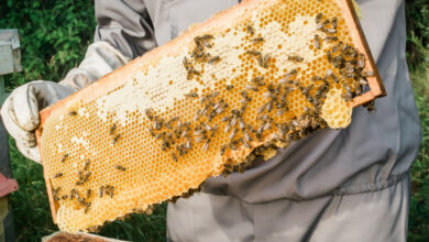 Comment installer une ruche et des abeilles dans son jardin ?