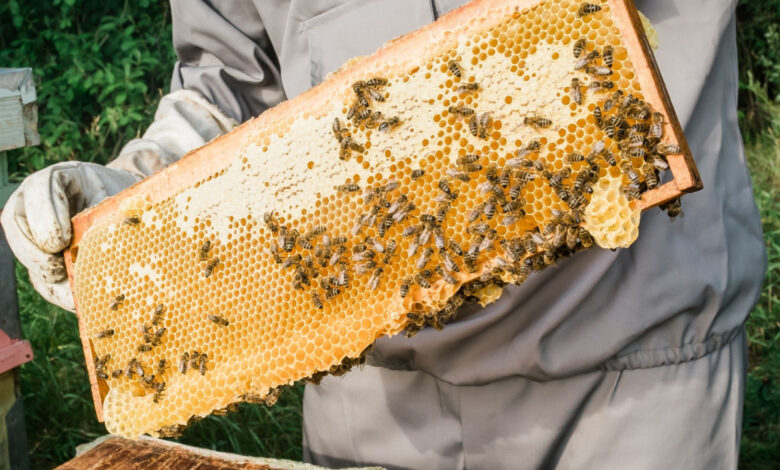 Comment installer une ruche et des abeilles dans son jardin ?