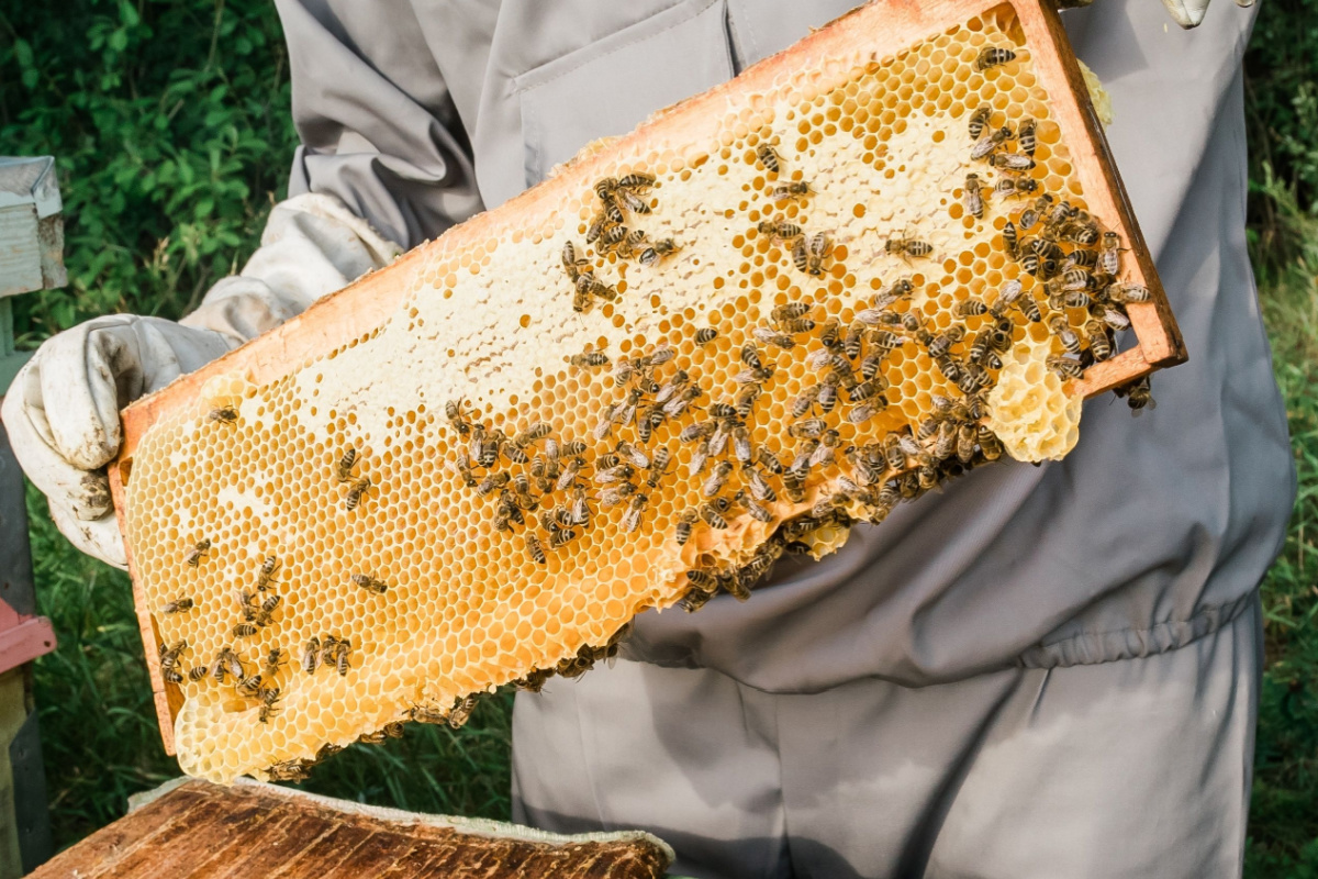 Comment installer une ruche et des abeilles dans son jardin ?