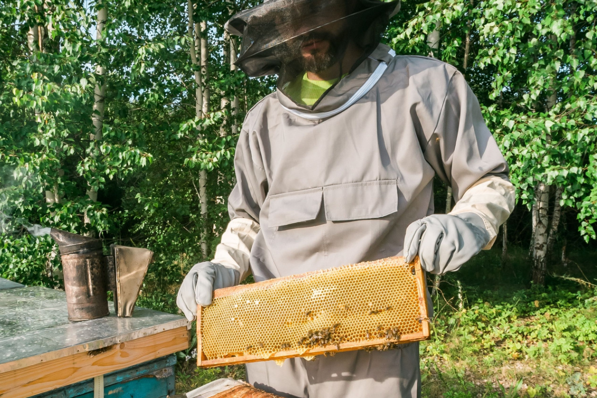 Bee-Pass®, une ruche pour observer les abeilles en toute sécurité