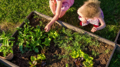 Un système innovant pour cultiver facilement des légumes dans le jardin potager.