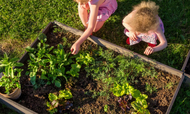Un système innovant pour cultiver facilement des légumes dans le jardin potager.