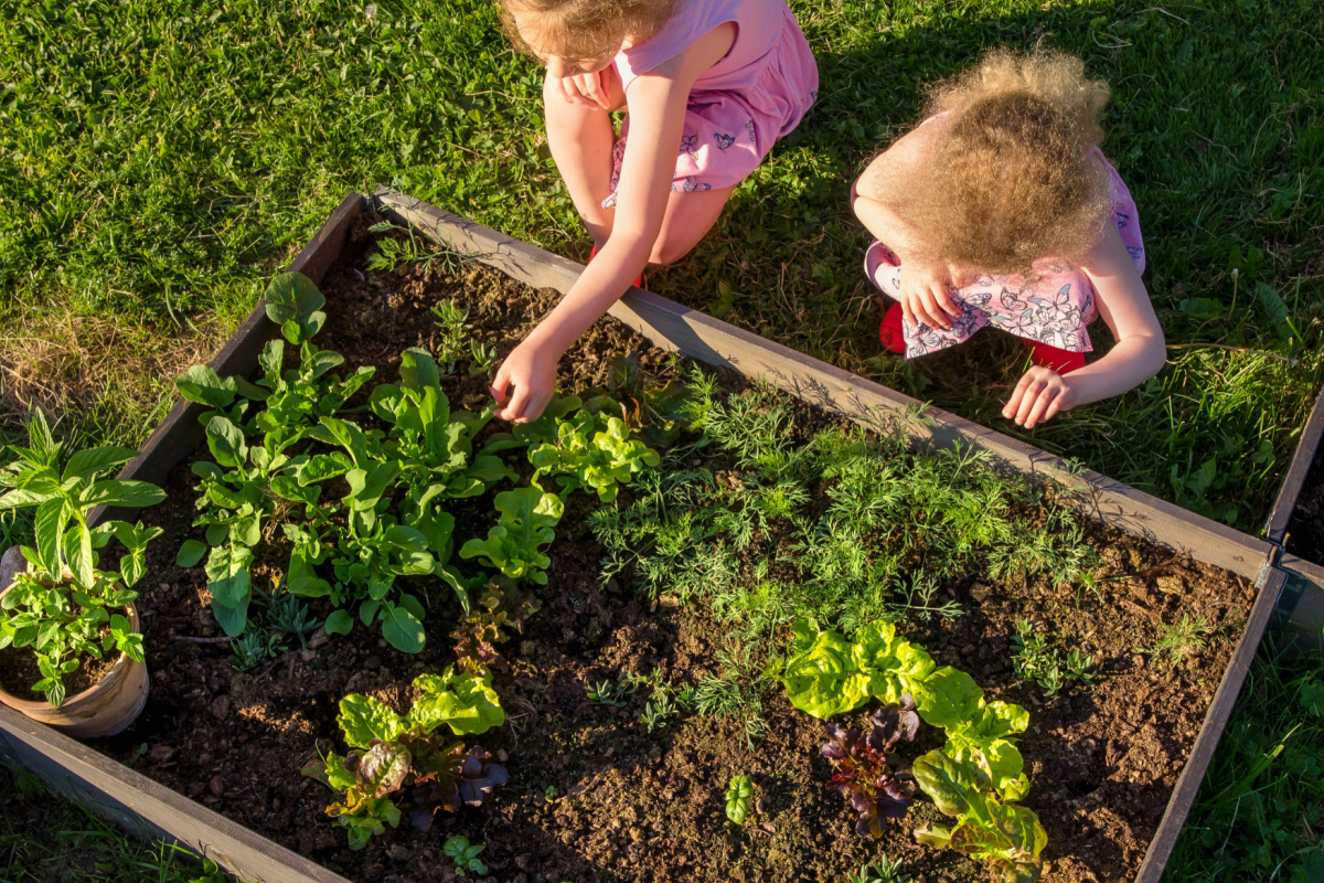 Un système innovant pour cultiver facilement des légumes dans le jardin potager.