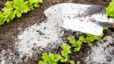 Les cendres de bois sont vraiment utiles pour le jardin.