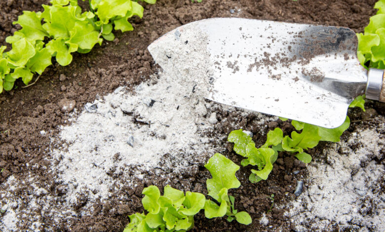 Les cendres de bois sont vraiment utiles pour le jardin.