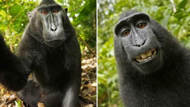 Autoportrait de la femelle Macaca nigra