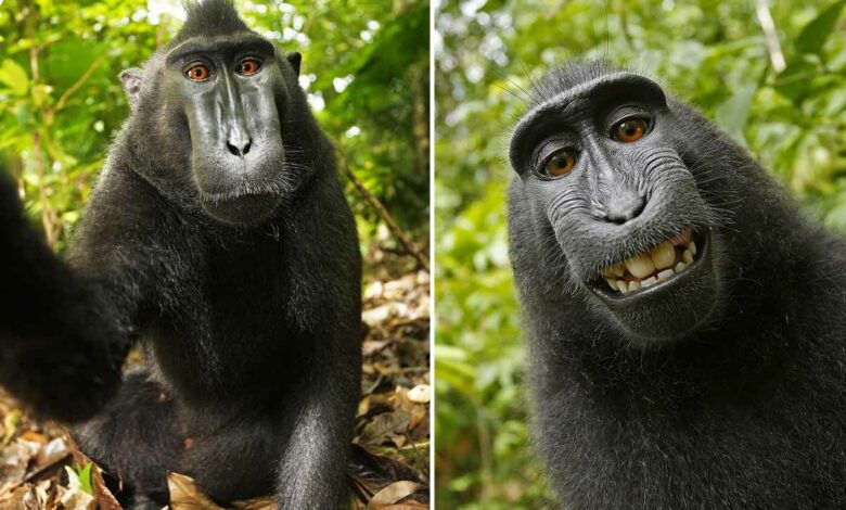 Autoportrait de la femelle Macaca nigra