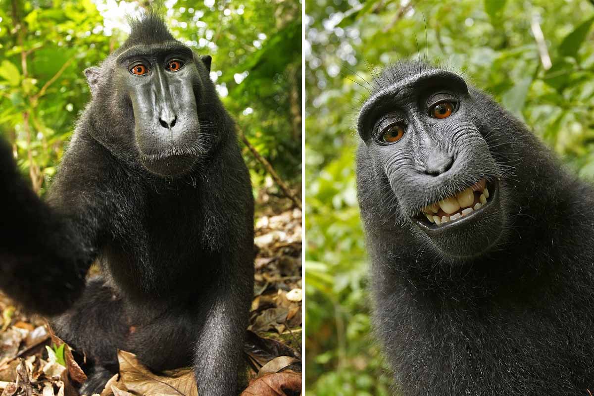 Autoportrait de la femelle Macaca nigra