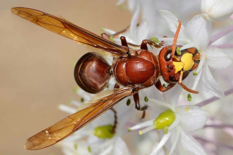 Le frelon orienta (Vespa orientalis) est un important pollinisateur de la Scille maritime (Drimia maritima), qui fleurit en automne en Israël.