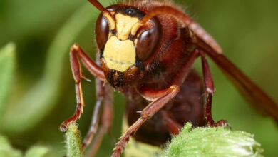 Vespa orientalis, également appelé le Frelon oriental, est une espèce de frelons de la famille des Vespidae.