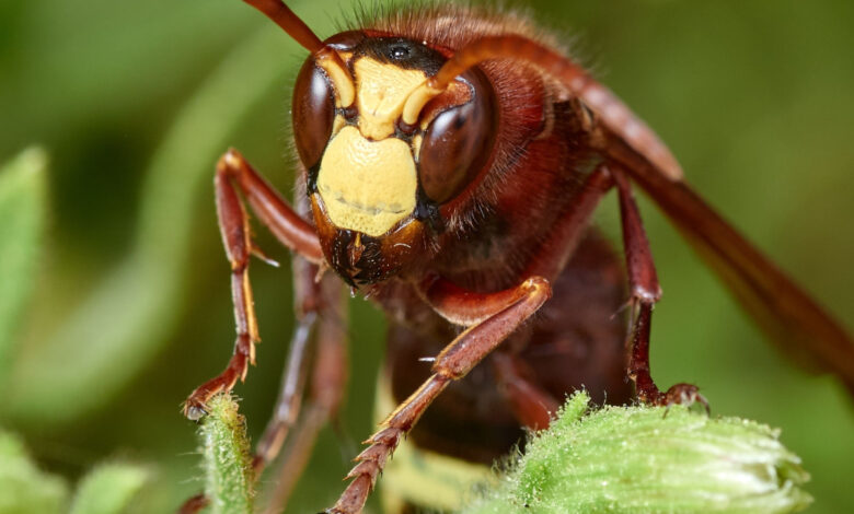 Vespa orientalis, également appelé le Frelon oriental, est une espèce de frelons de la famille des Vespidae.