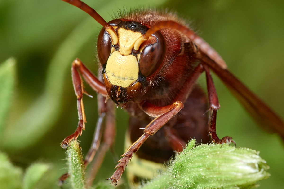 Vespa orientalis, également appelé le Frelon oriental, est une espèce de frelons de la famille des Vespidae.