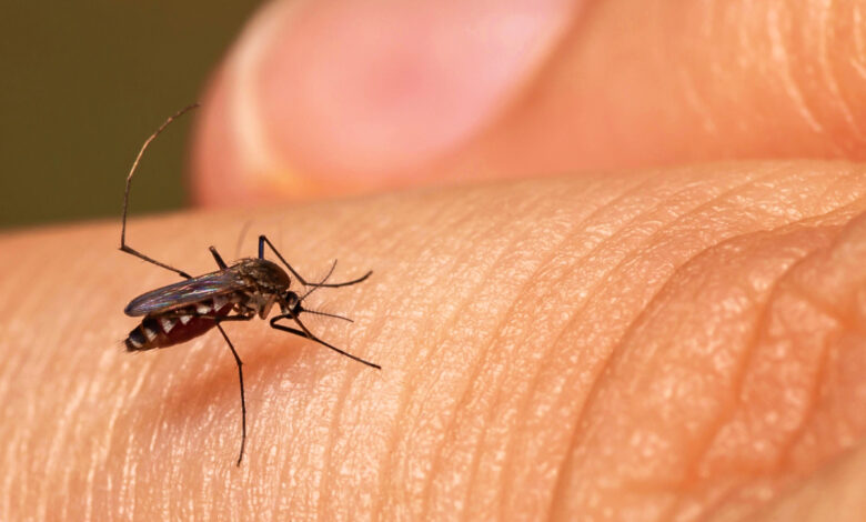 Un traitement naturel pourrait quasiment nous rendre invisibles aux moustiques.