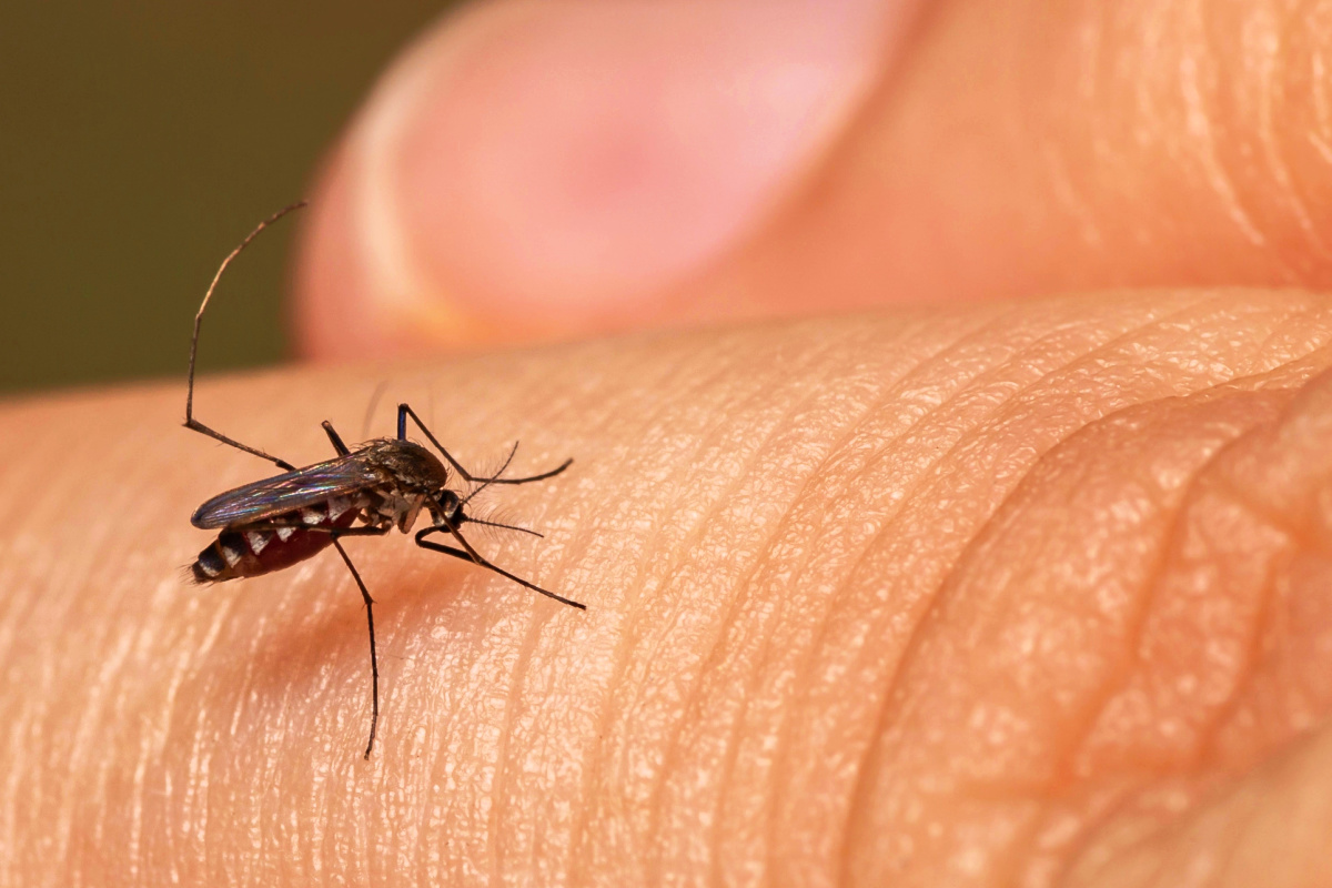 Un traitement naturel pourrait quasiment nous rendre invisibles aux moustiques.
