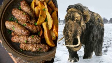 Bientôt des boulettes de viande de mammouth dans votre assiette ?