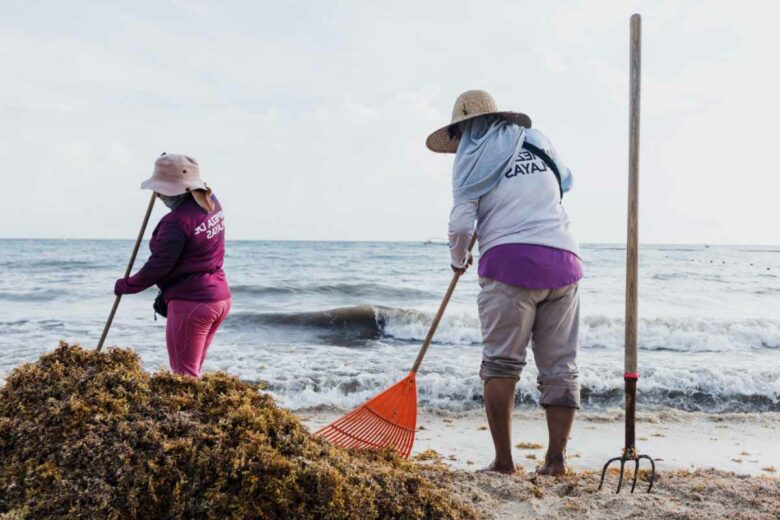 Le nettoyage des plages pour retirer les algues échouées.