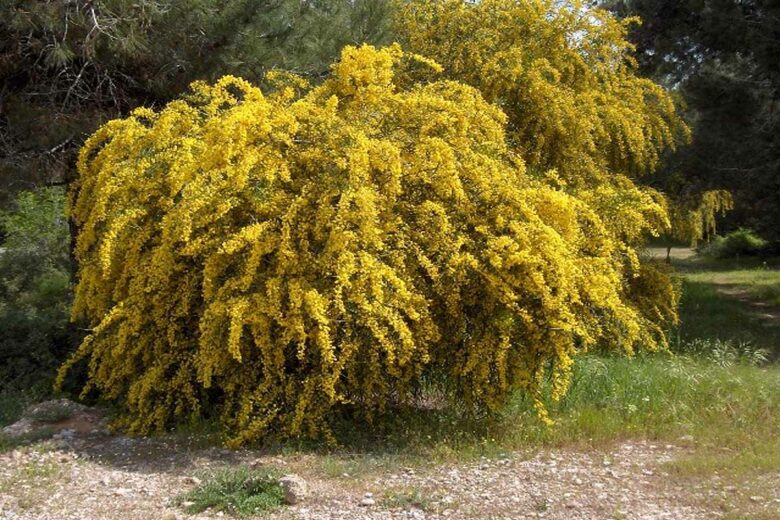 Un Acacia saligna.