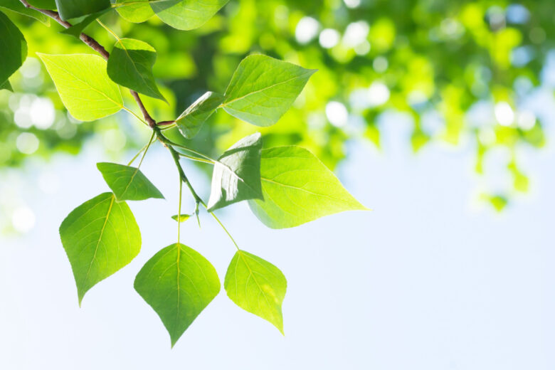 Produire de l'énergie en s'inspirant de la nature. 