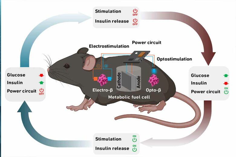 Schéma du processus de génération d'énergie et de contrôle de l'insuline : lorsque le taux de glucose sanguin augmente, le circuit est activé et la production d'insuline est stimulée avec l'énergie générée. 