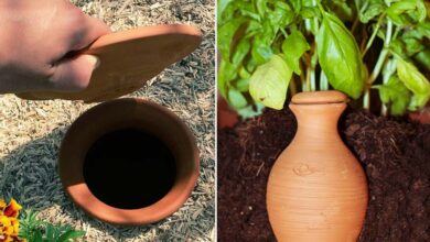 L'invention d'un système d'irrigation en poterie dont on retrouve les premiers vestiges en Chine, il y a plus de 4 000 ans.