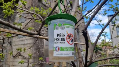 Le piège Easy Trap suspendu à un arbre.