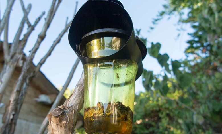 L'invention d'une solution naturelle de piégeage du frelon asiatique.