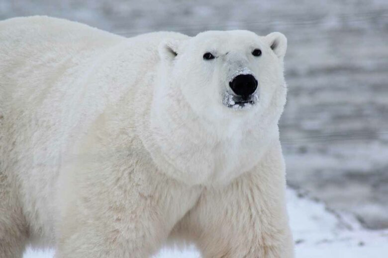Une technologie inspirée de la fourrure des ours polaires