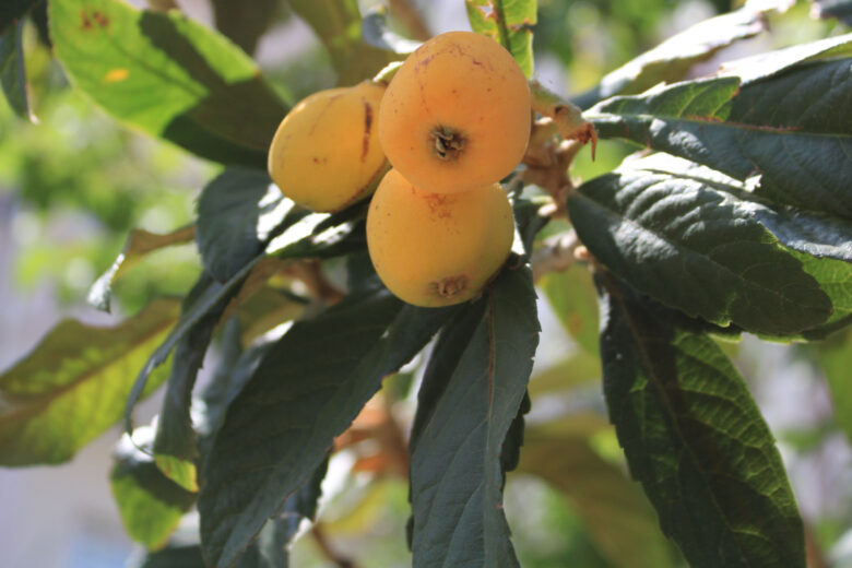 Le néflier du Japon (Eriobotrya japonica) attire les frelons asiatiques. 