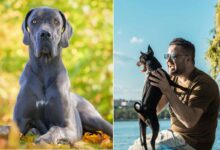 Pourquoi les chiens de petites tailles vivent plus longtemps que les chiens de grandes tailles ?