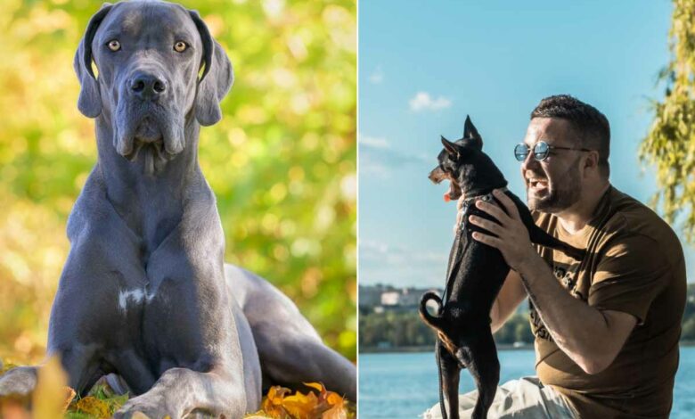 Pourquoi les chiens de petites tailles vivent plus longtemps que les chiens de grandes tailles ?