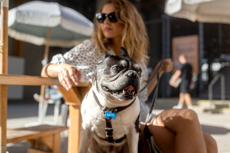 Les chiens de petites tailles vivent plus longtemps que les grands chiens. 