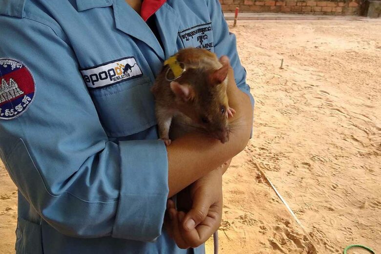 L'un des "HeroRATs" d'APOPO au Cambodge