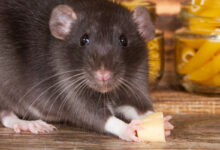 Des rats pour détecter la tuberculose.
