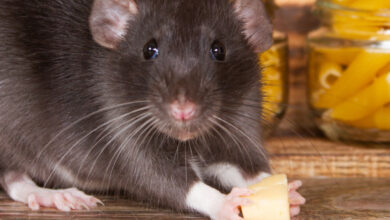 Des rats pour détecter la tuberculose.