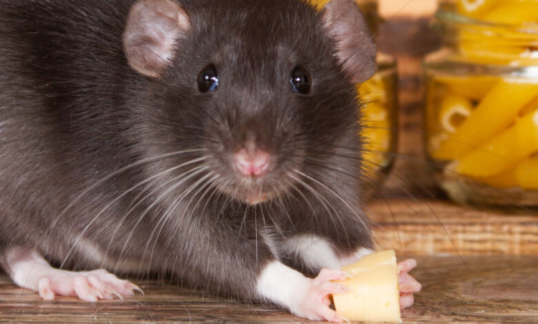 Des rats pour détecter la tuberculose.