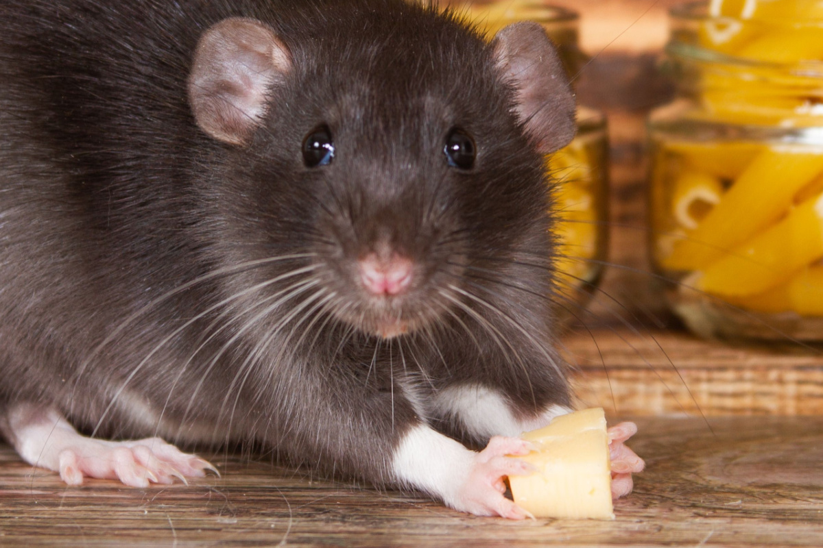 Des rats pour détecter la tuberculose.