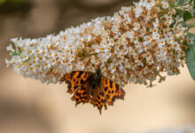 Le Buddleia de David, connu également sous le nom de Buddleia du père David ou communément appelé Arbre aux papillons, est un arbuste nectarifère qui se trouve dans toutes les régions tempérées du monde. Il est considéré comme une espèce pionnière.
