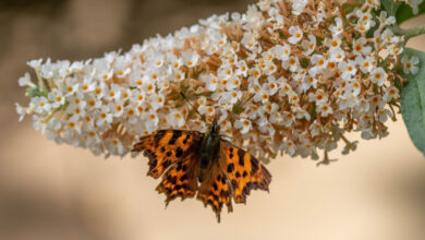 Le Buddleia de David, connu également sous le nom de Buddleia du père David ou communément appelé Arbre aux papillons, est un arbuste nectarifère qui se trouve dans toutes les régions tempérées du monde. Il est considéré comme une espèce pionnière.