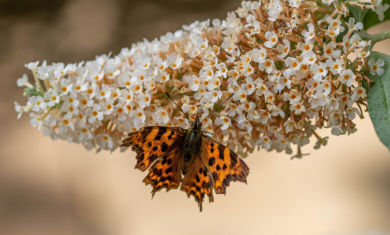 Le Buddleia de David, connu également sous le nom de Buddleia du père David ou communément appelé Arbre aux papillons, est un arbuste nectarifère qui se trouve dans toutes les régions tempérées du monde. Il est considéré comme une espèce pionnière.