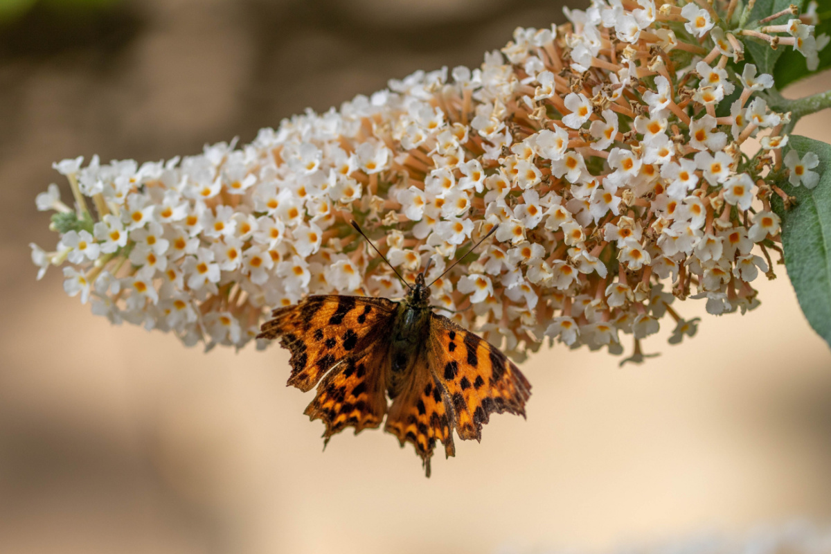 Le Buddleia de David, connu également sous le nom de Buddleia du père David ou communément appelé Arbre aux papillons, est un arbuste nectarifère qui se trouve dans toutes les régions tempérées du monde. Il est considéré comme une espèce pionnière.