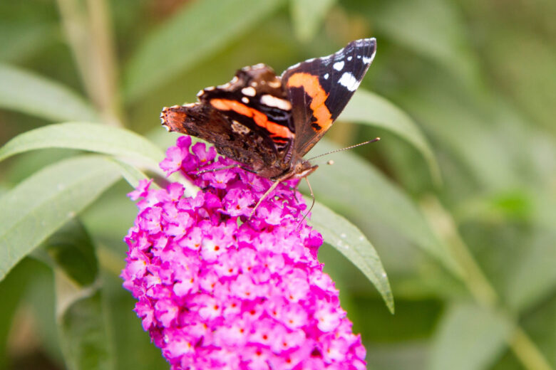 Le papillon amiral rouge sur la plante en fleurs de Buddleja davidii.