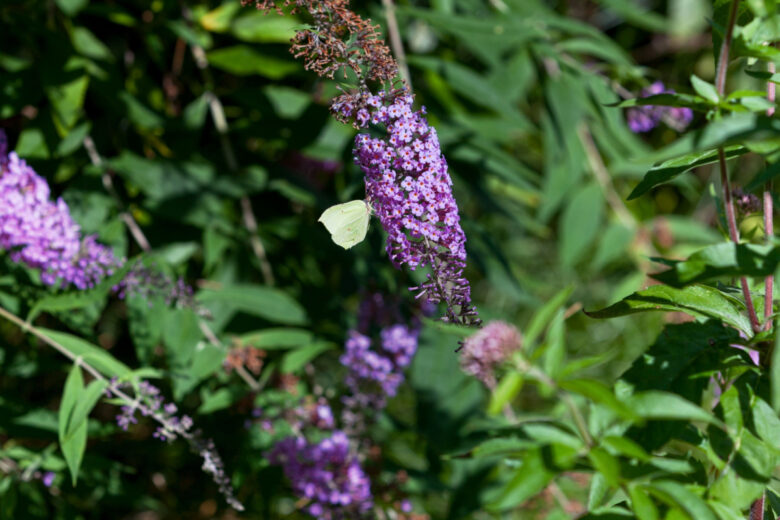 Un brimstone commun (Gonepteryx rhamni) sur la fleur d'un buisson papillon (Buddleja davidii).