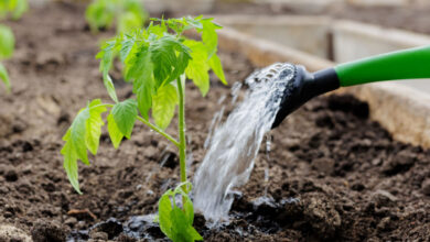 Économiser l'eau au jardin potager.
