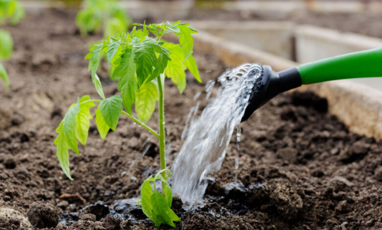 Économiser l'eau au jardin potager.