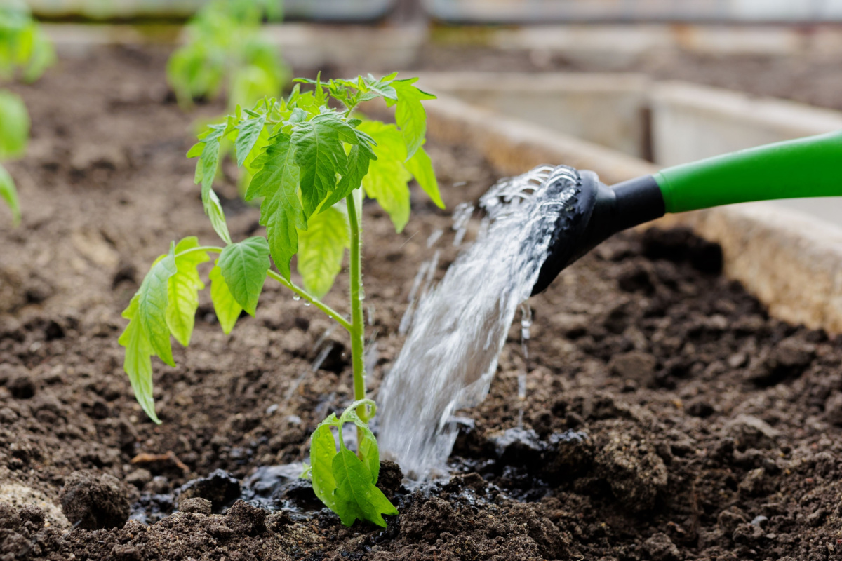 Économiser l'eau au jardin potager.