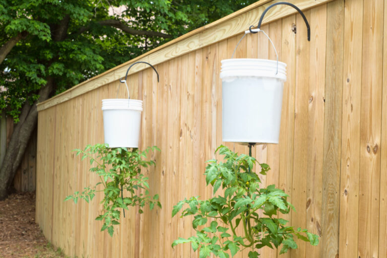 Deux plants de tomates cultivés à l'envers.