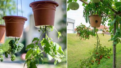 Pourquoi faut-il planter ses tomates à l'envers pour les faire pousser plus rapidement ?
