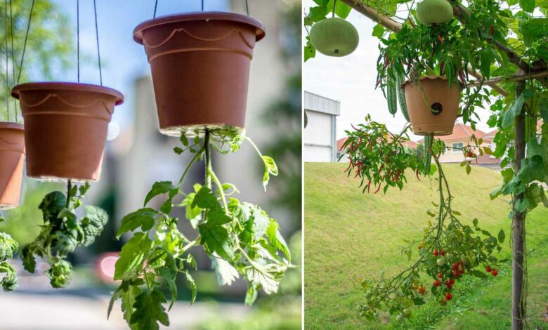 Pourquoi faut-il planter ses tomates à l'envers pour les faire pousser plus rapidement ?