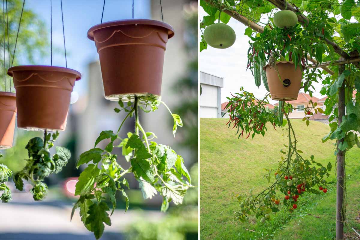 Un Pot En Plastique Est Utilisé Pour Faire Pousser Des Plants De Tomates